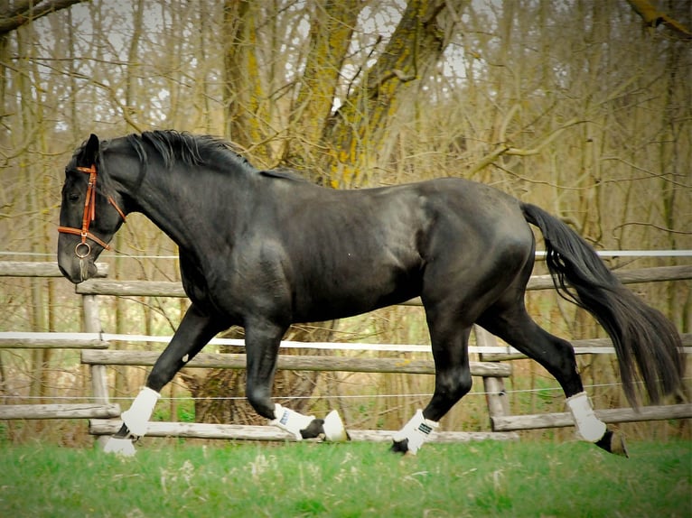 PRE Gelding 6 years 16 hh Black in Echtenerbrug