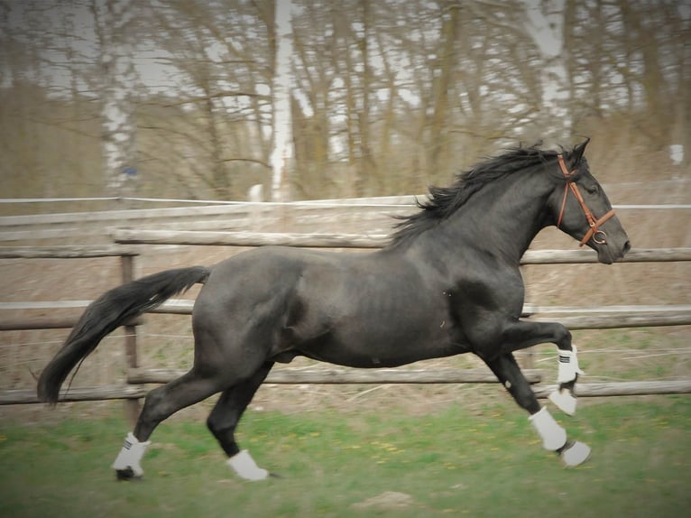 PRE Gelding 6 years 16 hh Black in Echtenerbrug