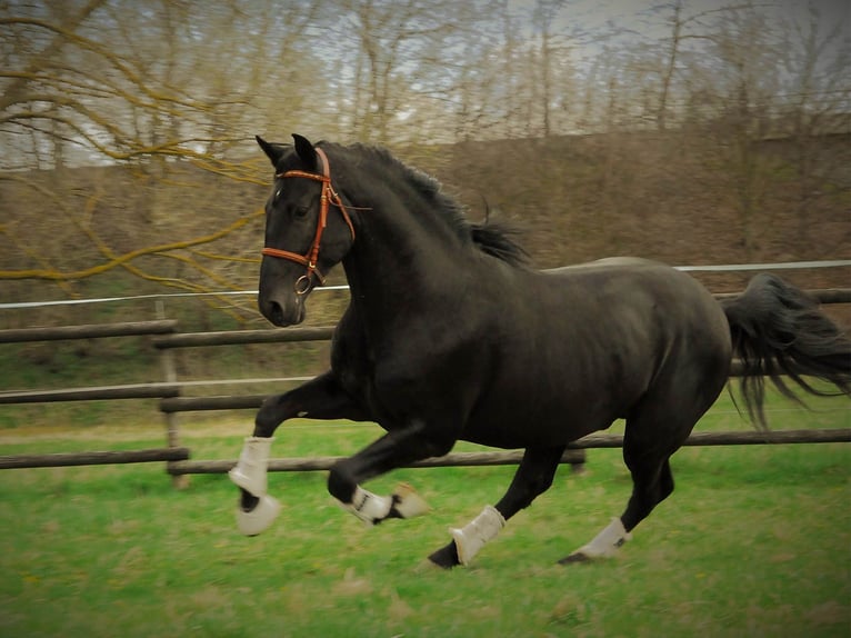 PRE Gelding 6 years 16 hh Black in Echtenerbrug