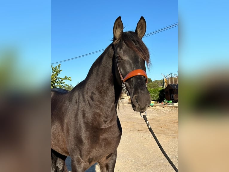 PRE Mix Gelding 6 years 16 hh Black in Hamburg