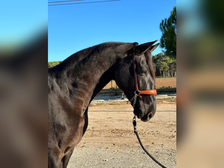 PRE Mix Gelding 6 years 16 hh Black in Hamburg