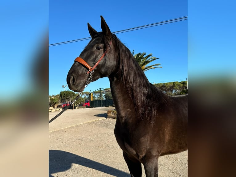 PRE Mix Gelding 6 years 16 hh Black in Hamburg