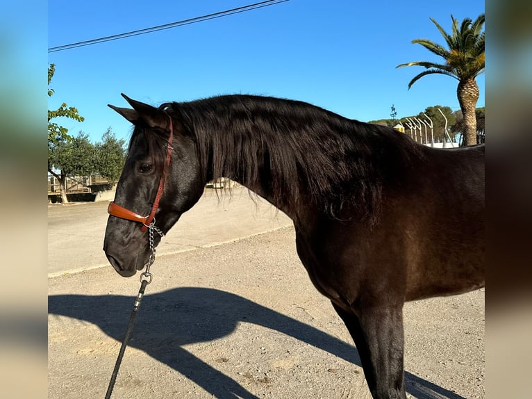 PRE Mix Gelding 6 years 16 hh Black in Hamburg