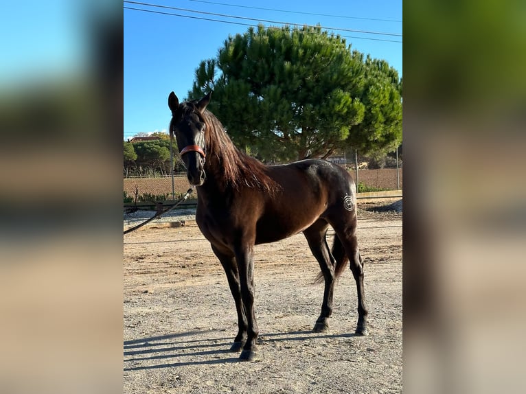 PRE Mix Gelding 6 years 16 hh Black in Hamburg