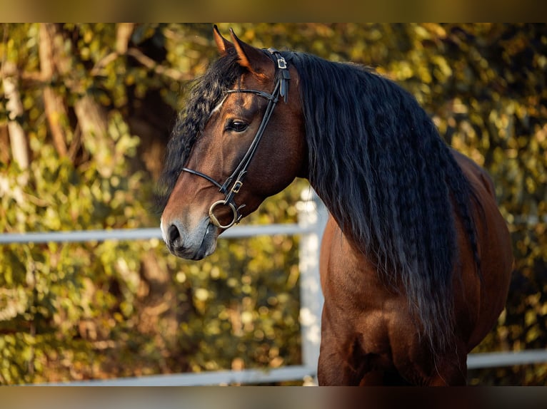 PRE Gelding 6 years 16 hh Brown in Fischamend