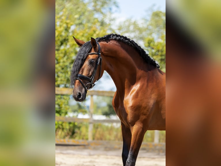 PRE Mix Gelding 6 years 16 hh Brown in Goch