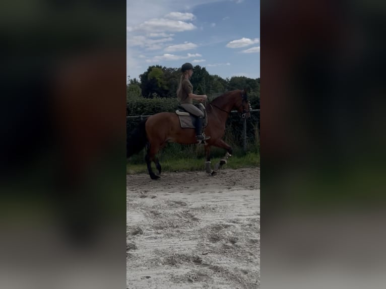 PRE Mix Gelding 6 years 16 hh Brown in Goch