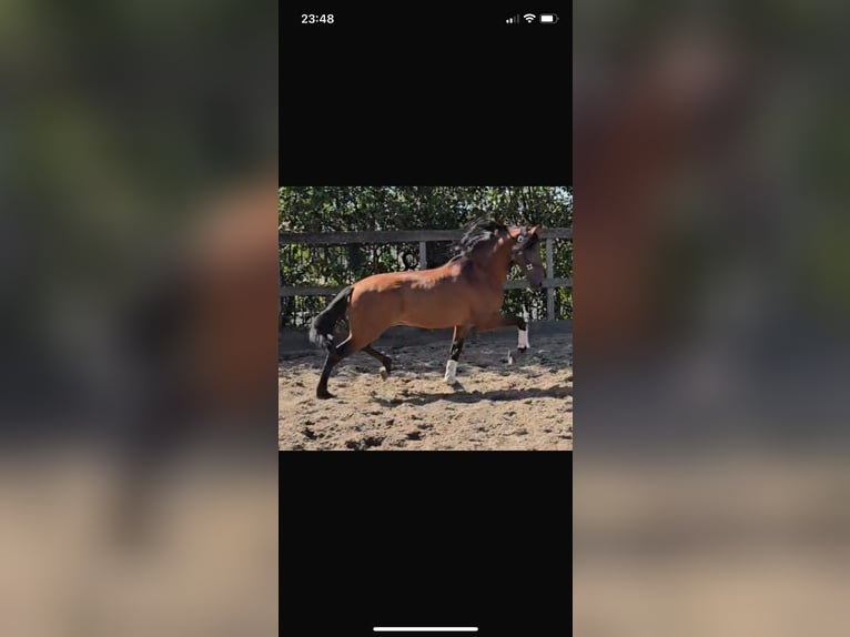PRE Mix Gelding 6 years 16 hh Brown in Goch