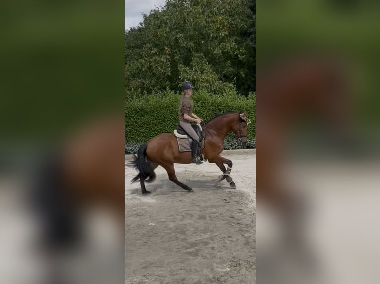 PRE Mix Gelding 6 years 16 hh Brown in Goch