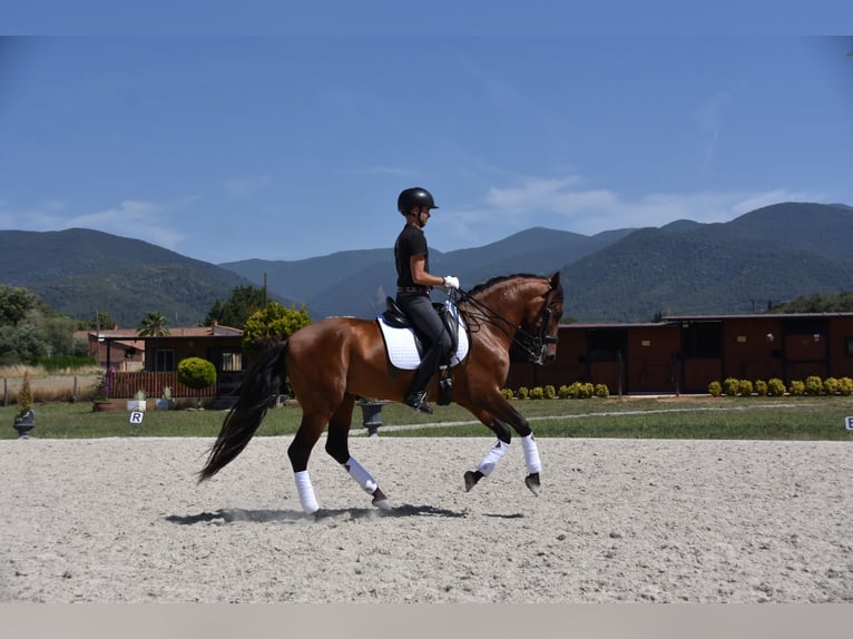 PRE Gelding 6 years 16 hh Brown in Barcelona