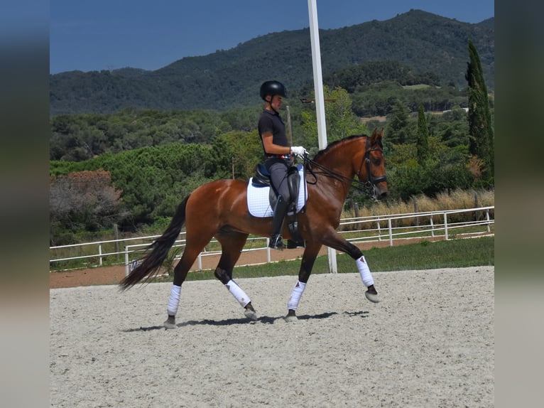 PRE Gelding 6 years 16 hh Brown in Barcelona