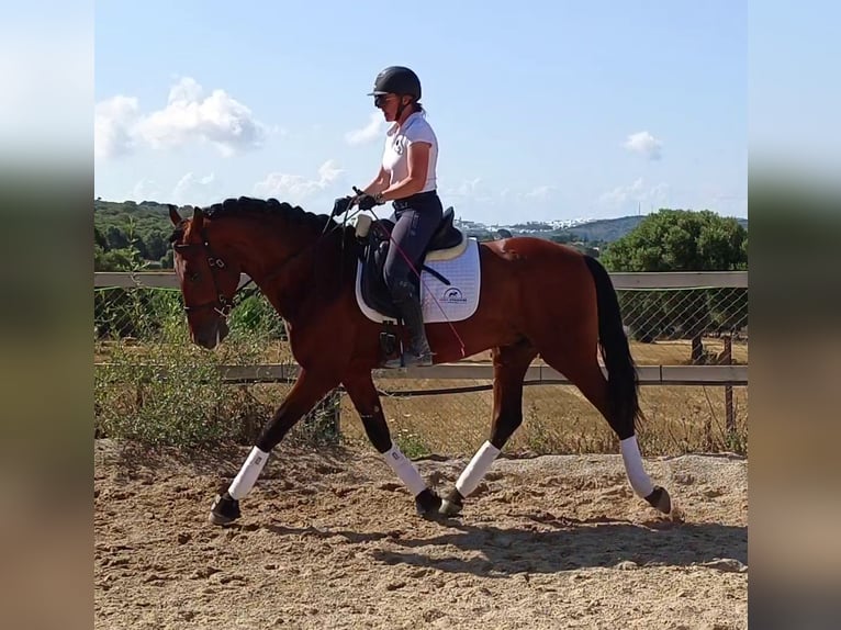 PRE Gelding 6 years 16 hh Brown in Vejer de la Frontera