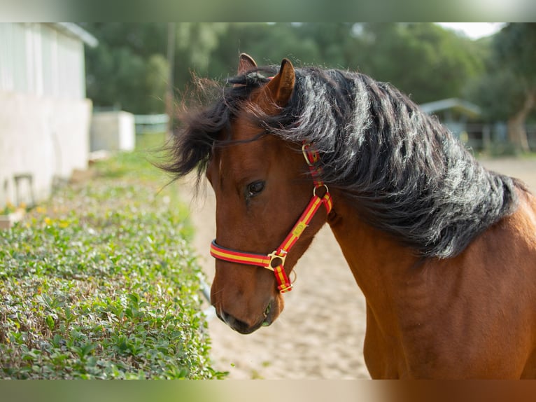 PRE Gelding 6 years 16 hh Brown in Vejer de la Frontera