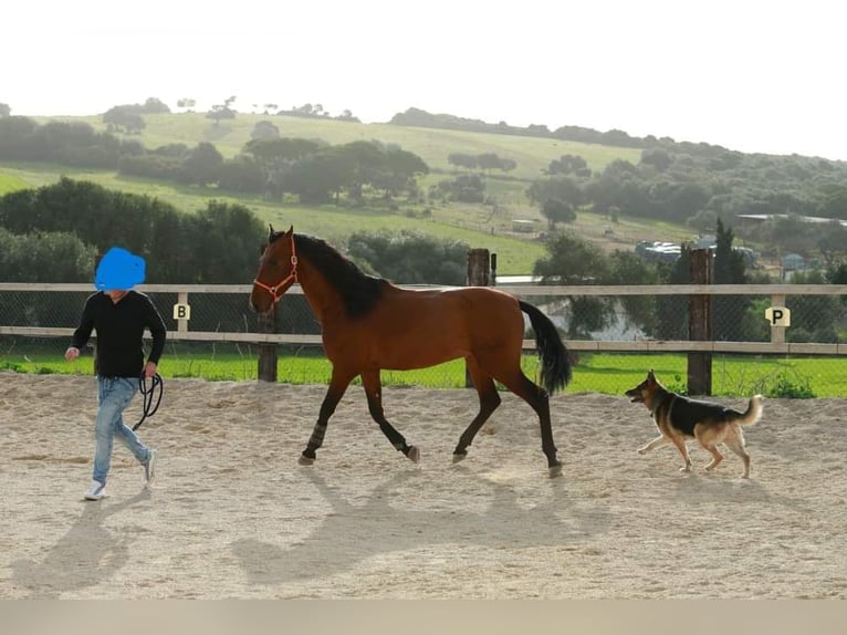 PRE Gelding 6 years 16 hh Brown in Vejer de la Frontera