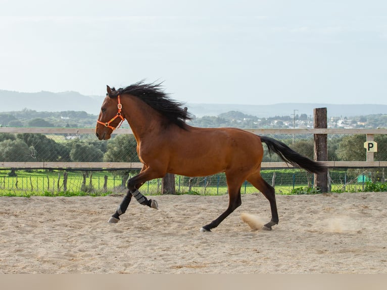 PRE Gelding 6 years 16 hh Brown in Vejer de la Frontera