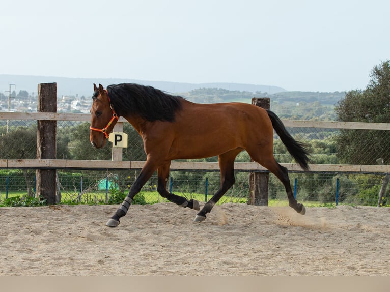 PRE Gelding 6 years 16 hh Brown in Vejer de la Frontera