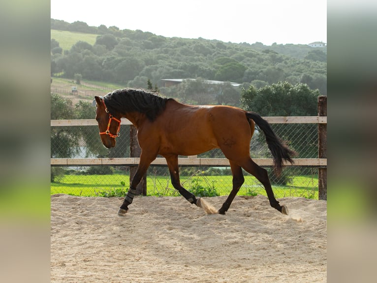 PRE Gelding 6 years 16 hh Brown in Vejer de la Frontera