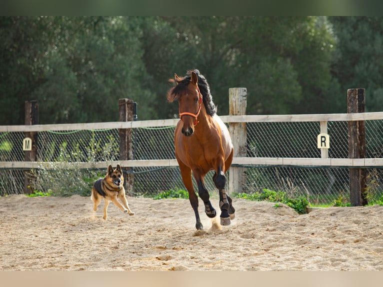 PRE Gelding 6 years 16 hh Brown in Vejer de la Frontera