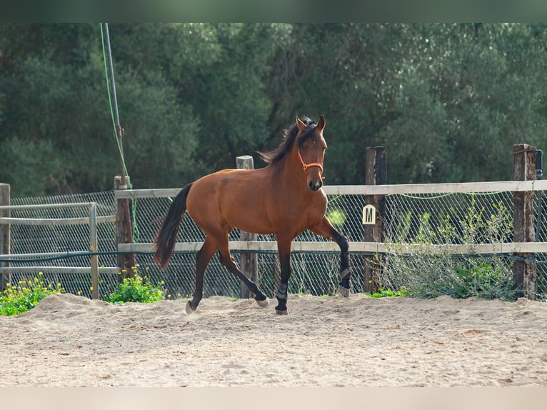 PRE Gelding 6 years 16 hh Brown in Vejer de la Frontera