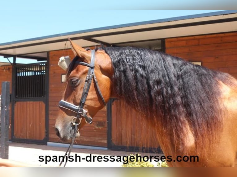 PRE Mix Gelding 6 years 16 hh Brown in Barcelona