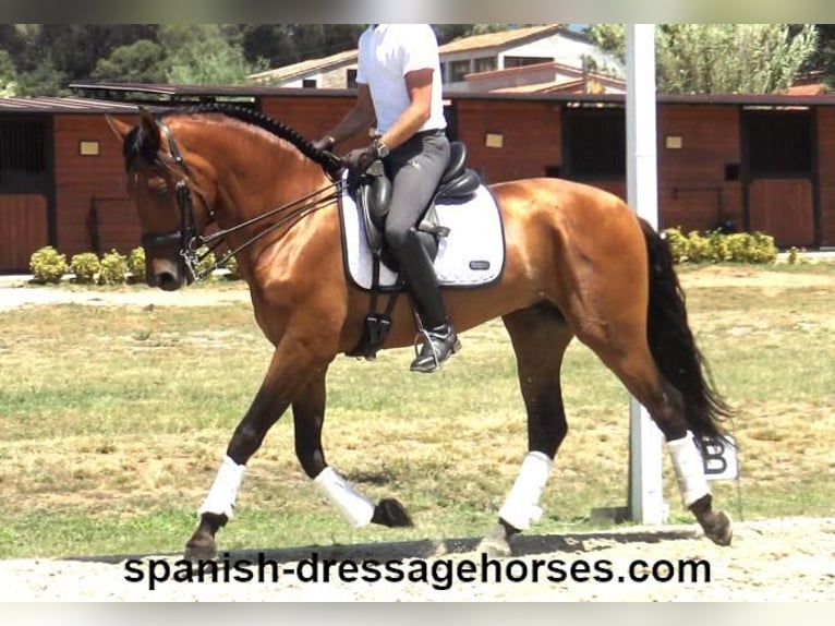 PRE Mix Gelding 6 years 16 hh Brown in Barcelona