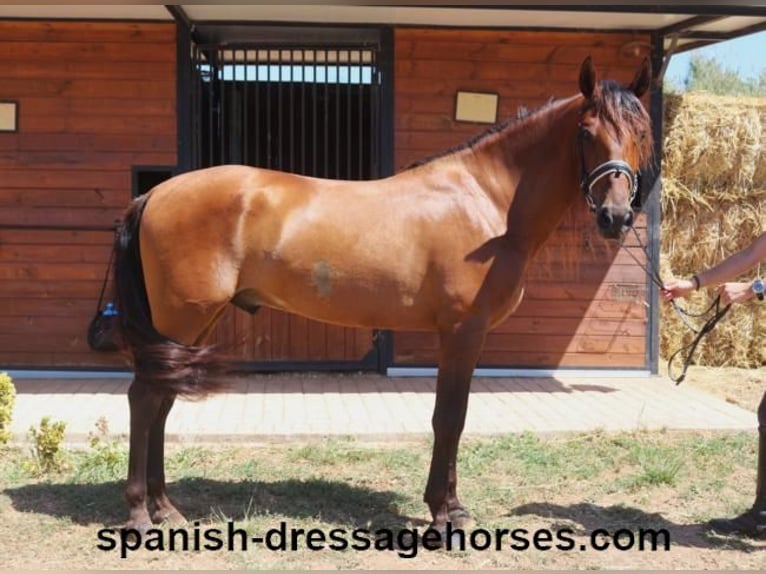 PRE Mix Gelding 6 years 16 hh Brown in Barcelona