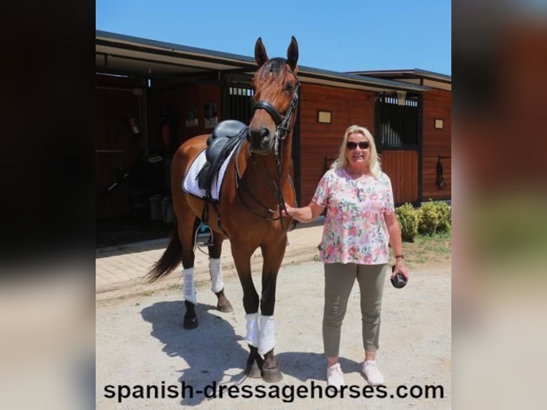 PRE Mix Gelding 6 years 16 hh Brown in Barcelona