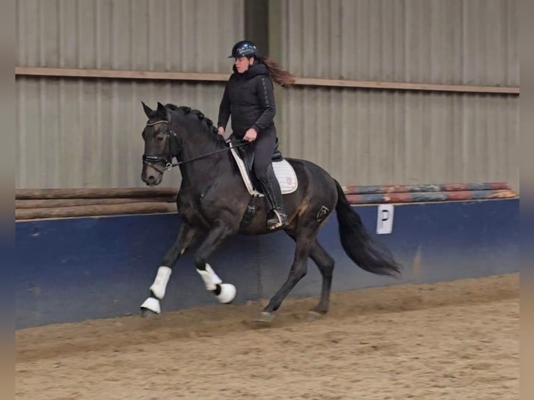 PRE Mix Gelding 6 years 16 hh Buckskin in Grebenhain