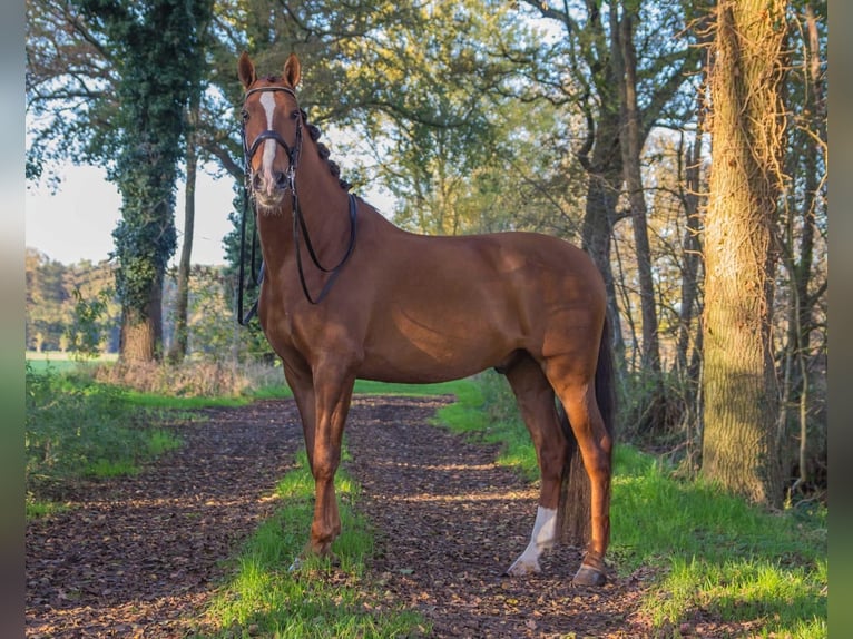 PRE Mix Gelding 6 years 16 hh Chestnut-Red in Löningen
