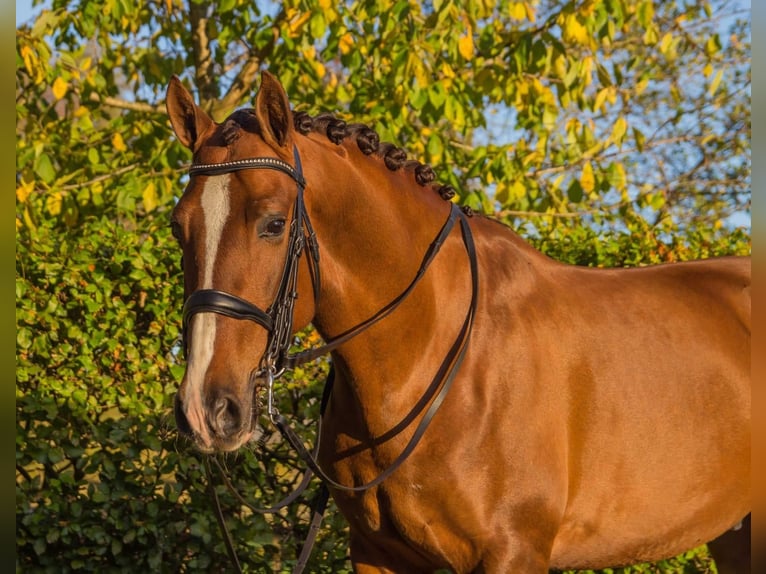 PRE Mix Gelding 6 years 16 hh Chestnut-Red in Löningen