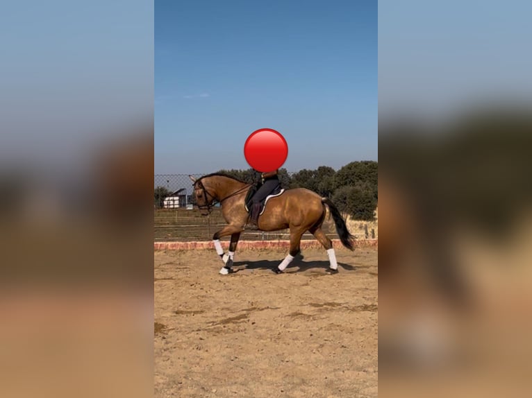 PRE Mix Gelding 6 years 16 hh  in Cremona