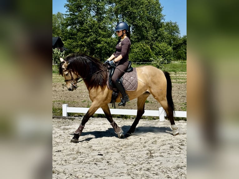 PRE Mix Gelding 6 years 16 hh Dun in Lubice