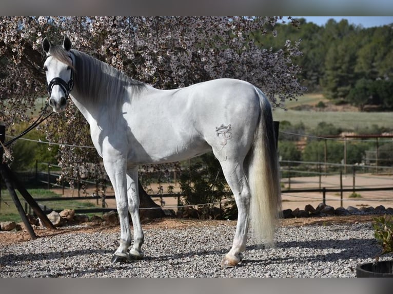 PRE Mix Gelding 6 years 16 hh Gray in Barcelona