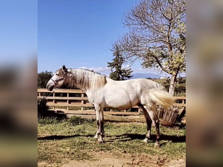 PRE Mix Gelding 6 years 16 hh Gray in Tordera