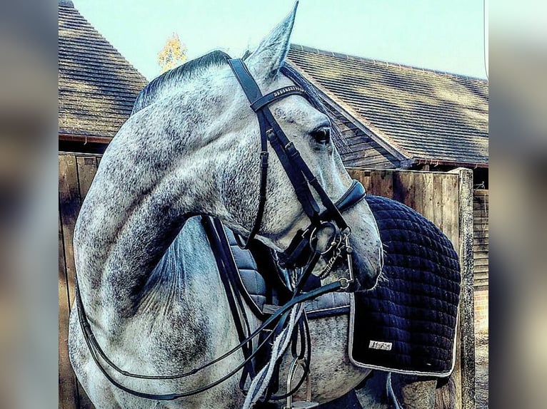 PRE Mix Gelding 6 years 16 hh Gray in Nordhorn