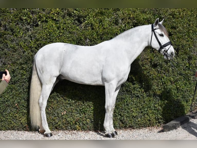 PRE Mix Gelding 6 years 16 hh Gray in Barcelona