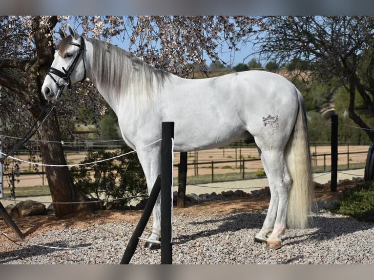 PRE Mix Gelding 6 years 16 hh Gray in Barcelona