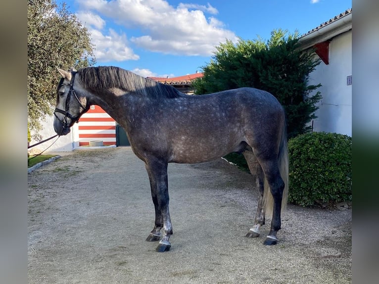 PRE Mix Gelding 6 years 16 hh Gray in Ventosa Del Rio Almar