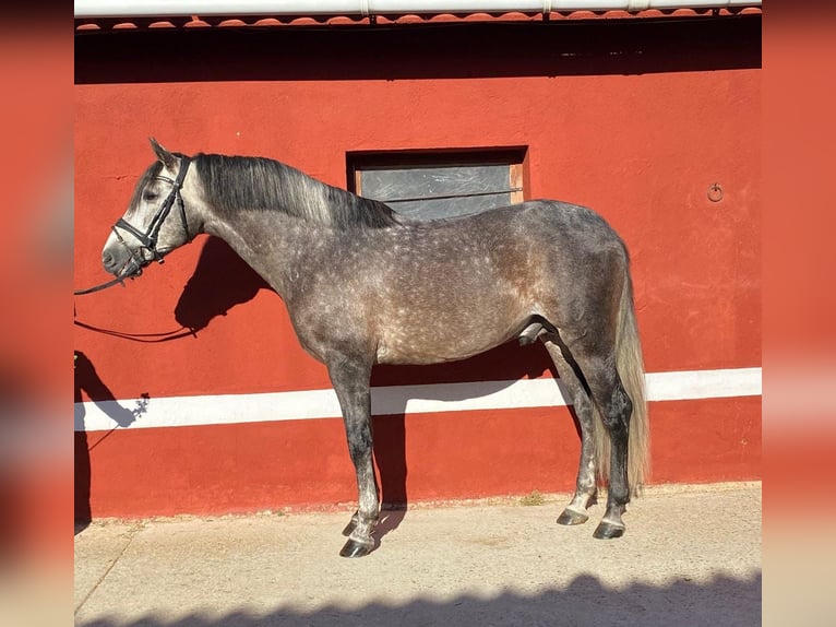 PRE Mix Gelding 6 years 16 hh Gray in Ventosa Del Rio Almar