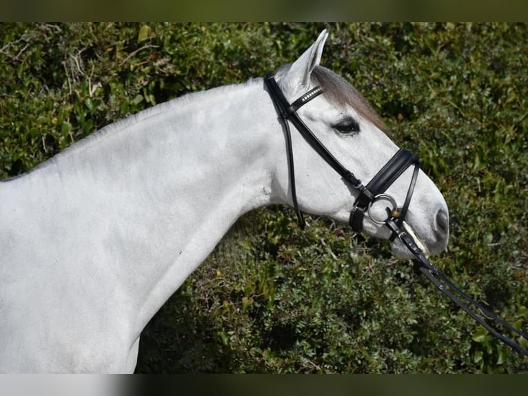 PRE Mix Gelding 6 years 16 hh Gray in Barcelona