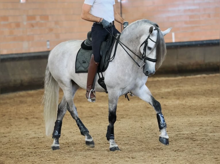 PRE Mix Gelding 6 years 16 hh Gray in Navas Del Madro&#xF1;o