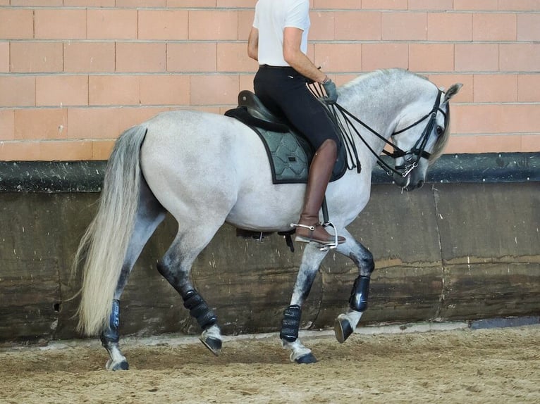 PRE Mix Gelding 6 years 16 hh Gray in Navas Del Madro&#xF1;o