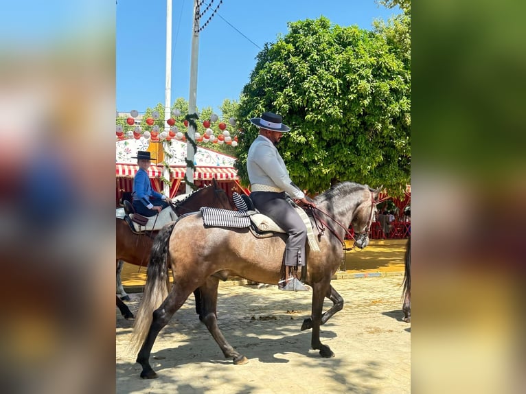 PRE Mix Gelding 6 years 16 hh Grey in San Juan De Aznalfarache
