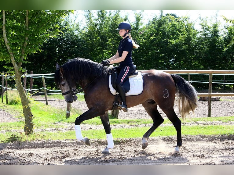 PRE Mix Gelding 6 years 16 hh Grey-Dapple in Sad&#xF3;wka