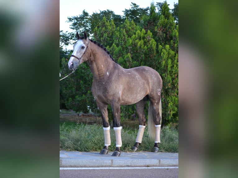 PRE Mix Gelding 6 years 16 hh Grey-Dapple in Kochanowo