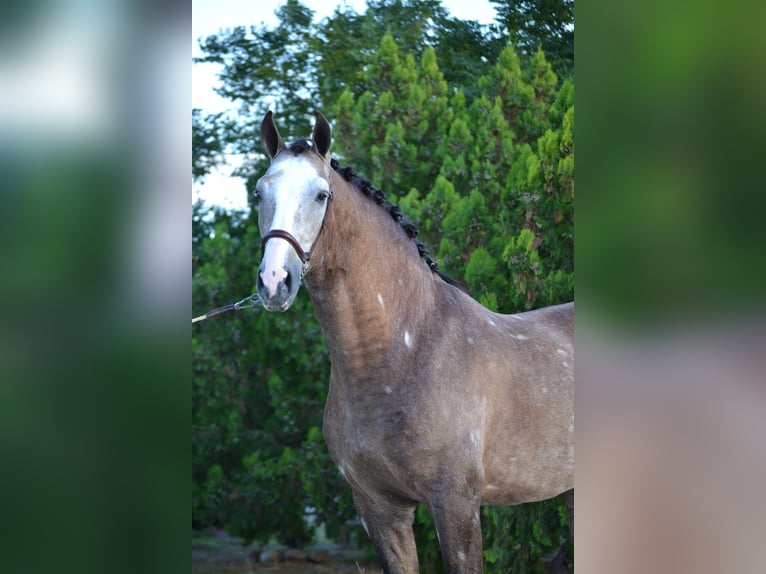 PRE Mix Gelding 6 years 16 hh Grey-Dapple in Kochanowo