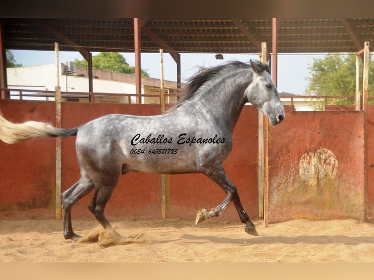 PRE Gelding 6 years 16 hh Grey-Dark-Tan in Vejer de la Frontera
