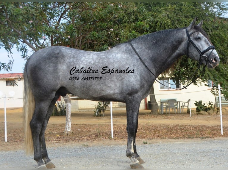 PRE Gelding 6 years 16 hh Grey-Dark-Tan in Vejer de la Frontera