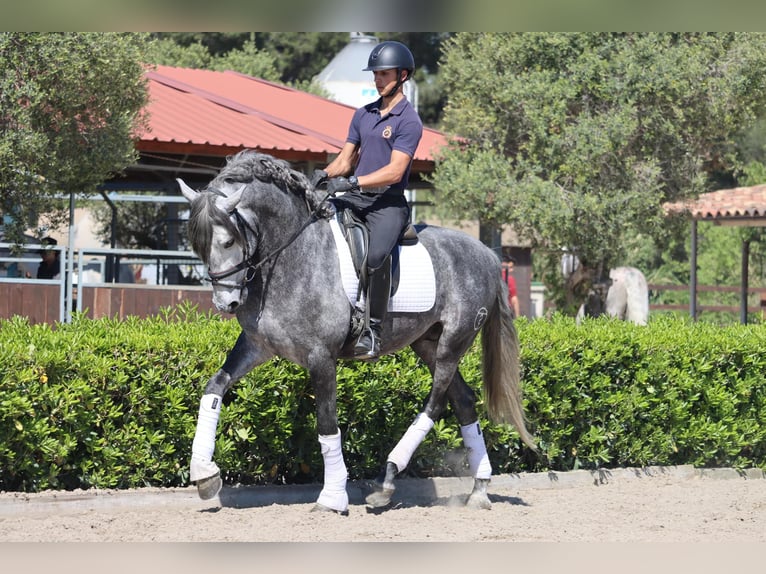 PRE Gelding 6 years 16 hh Grey in Oberdorf NW