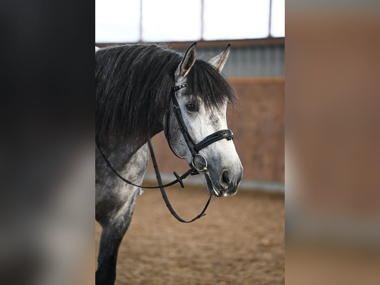 PRE Mix Gelding 6 years 16 hh Grey in Steuden